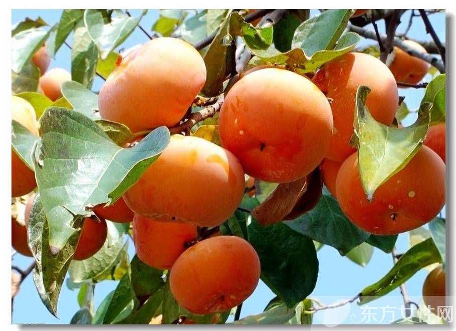 柿子的禁忌有哪些 六大食物相克需牢記