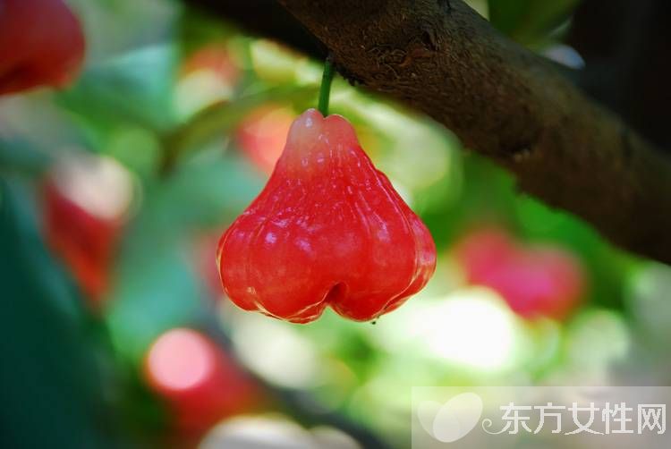 蓮霧的營養(yǎng)價(jià)值與功效 孕婦能吃蓮霧嗎