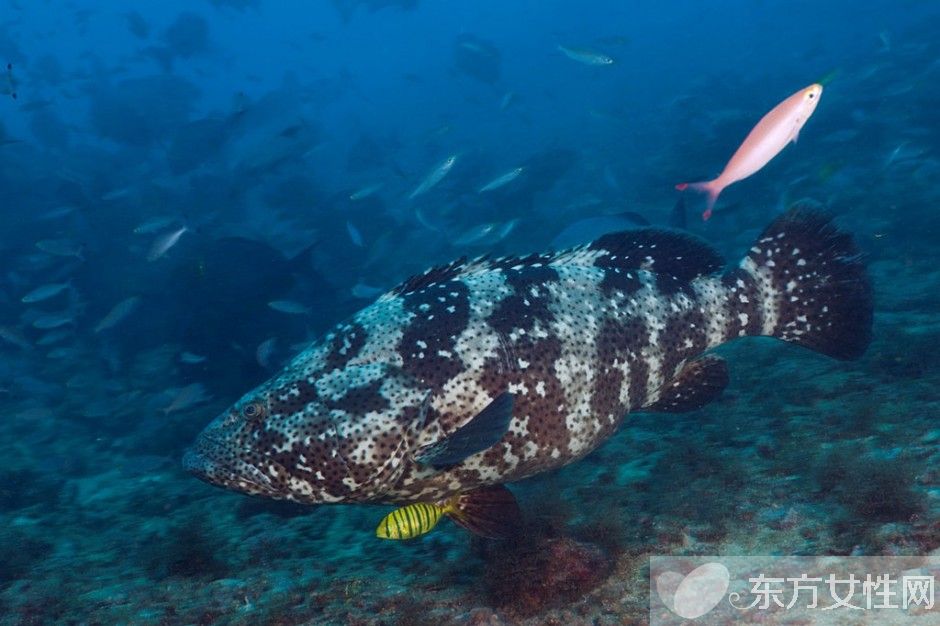 石斑魚的做法大全 解讀石斑魚的營養(yǎng)價值及功效