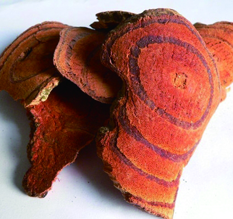 正確使用 雞血藤的副作用有哪些