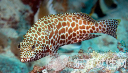 石斑魚的做法大全 解讀石斑魚的營養(yǎng)價值及功效