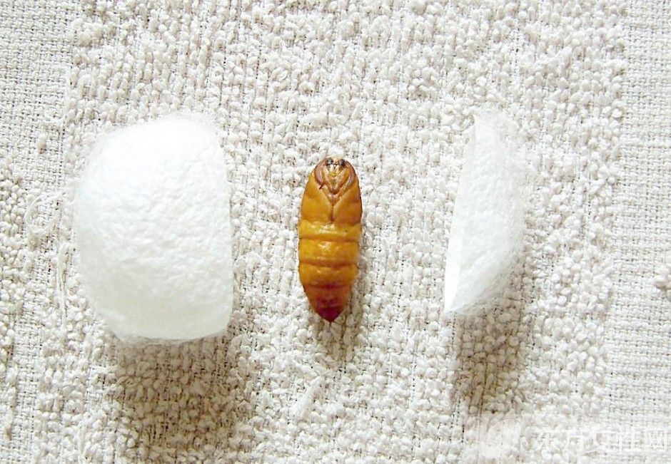 蠶蛹怎么吃 蠶蛹這么吃美味爆了