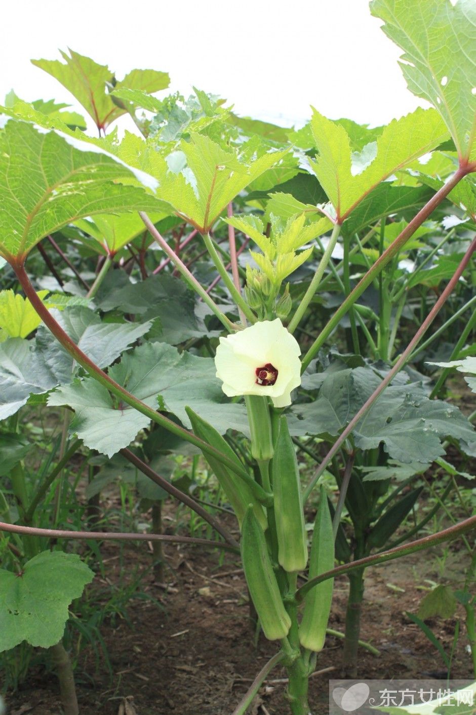 秋葵怎么做好吃 秋葵的功效與作用