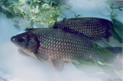 鯽魚的營養(yǎng)價(jià)值及功效 鯽魚怎么做好吃