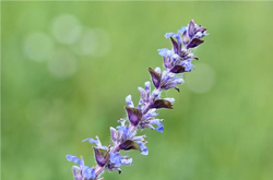 夏枯草的副作用及藥用配方介紹