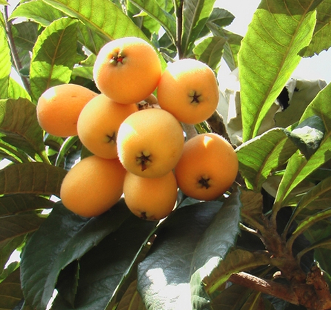 吃什么可以淡斑 想要淡化色斑就吃這