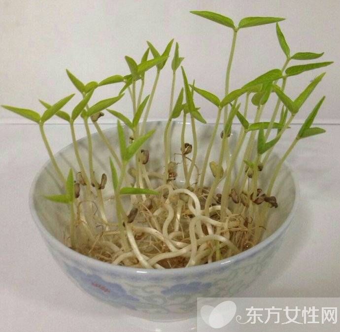 綠豆芽怎么炒好吃 盤點(diǎn)綠豆芽的食用禁忌