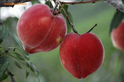 血桃的營(yíng)養(yǎng)價(jià)值及食用方法介紹