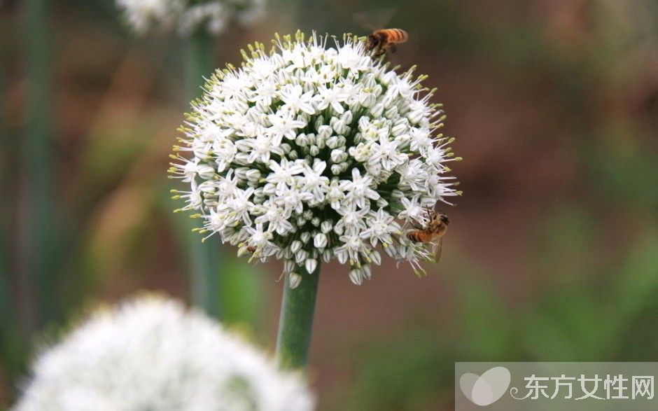蔥的好處有哪些 吃蔥注意四大飲食禁忌