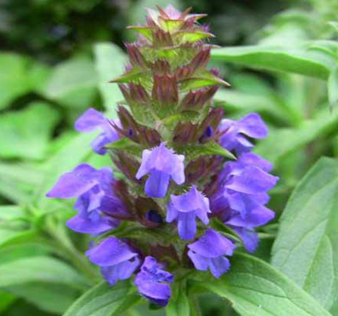 夏枯草的副作用及藥用配方介紹