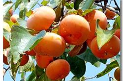 柿子的禁忌有哪些 六大食物相克需牢記