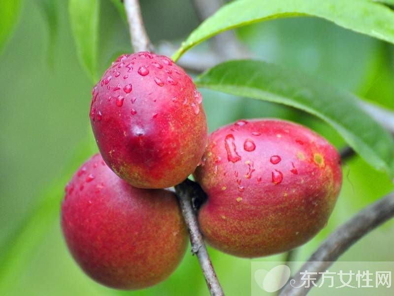 油桃的功效與作用 油桃的食用禁忌須知