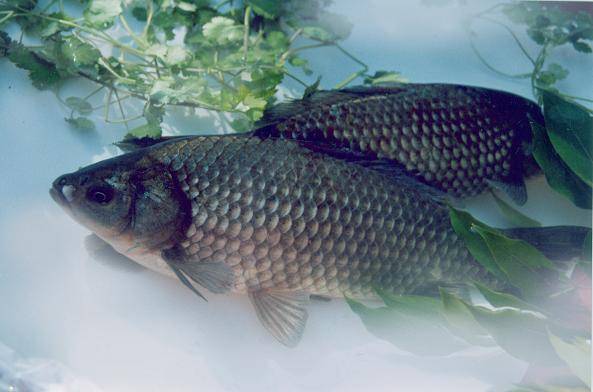 鯽魚的營養(yǎng)價值及功效 鯽魚怎么做好吃
