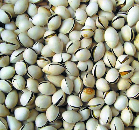 養(yǎng)生延年 銀杏果的藥用價值有哪些