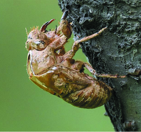 蟬蛻的功效與作用及食用方法介紹