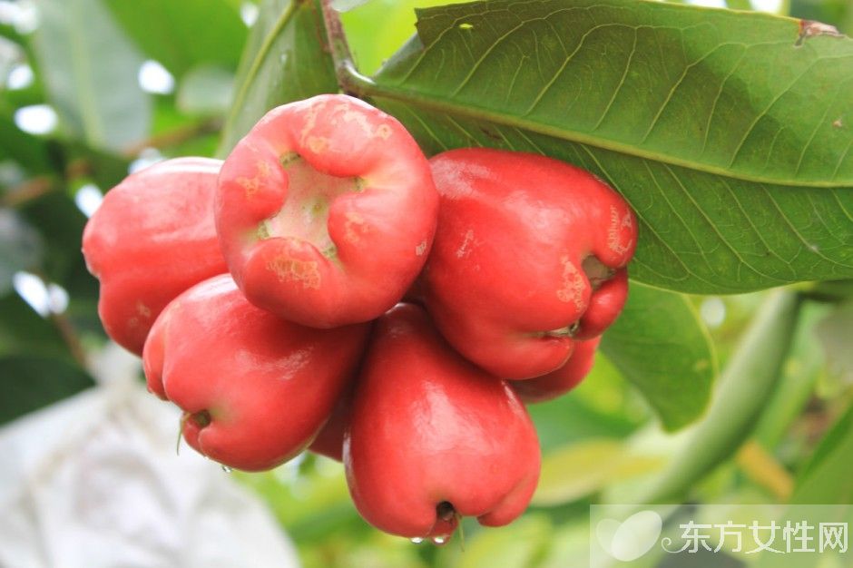 蓮霧的營養(yǎng)價(jià)值與功效 孕婦能吃蓮霧嗎