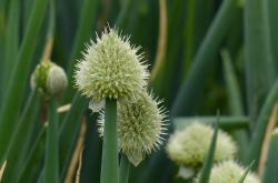 蔥的好處有哪些 吃蔥注意四大飲食禁忌