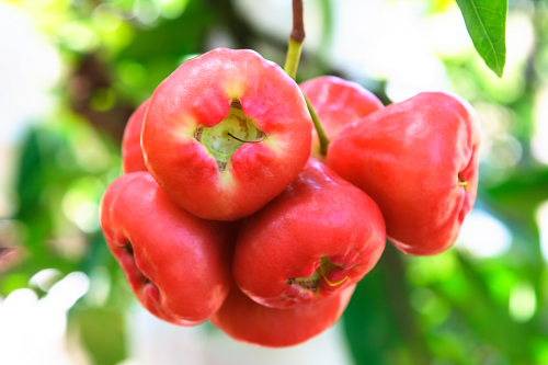 蓮霧的營養(yǎng)價(jià)值與功效 孕婦能吃蓮霧嗎