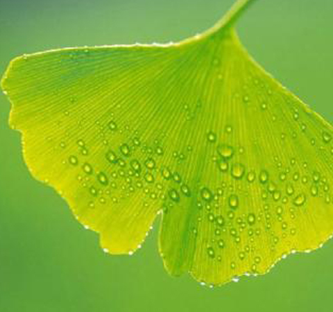 遵醫(yī)囑服用 銀杏葉片的副作用介紹