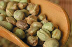 火麻仁副作用和不良反應(yīng)及使用禁忌