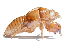 蟬蛻的功效與作用及食用方法介紹