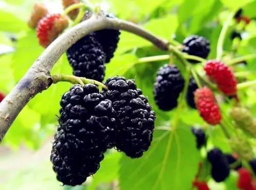 桑果的功效有哪些 這些人不宜食桑果