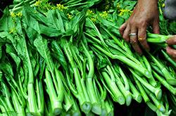 廣東菜心的做法 食用菜心要注意什么