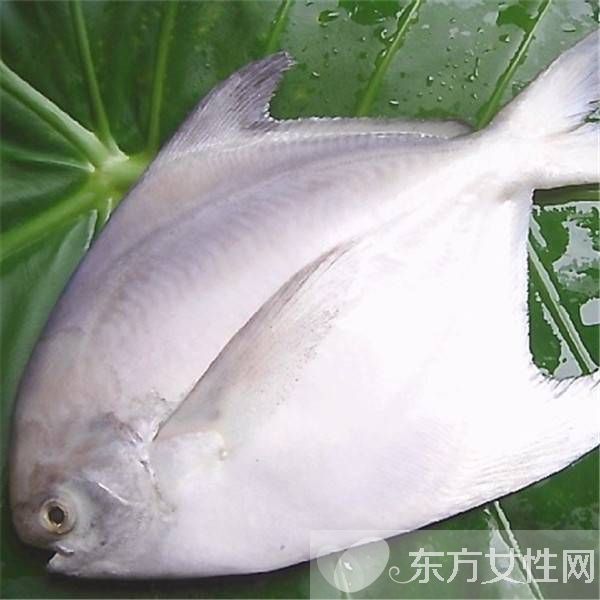 平魚的做法大全 平魚的選購還有這講究