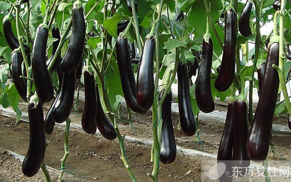 炒茄子的九大家常做法 茄子還有這一功效