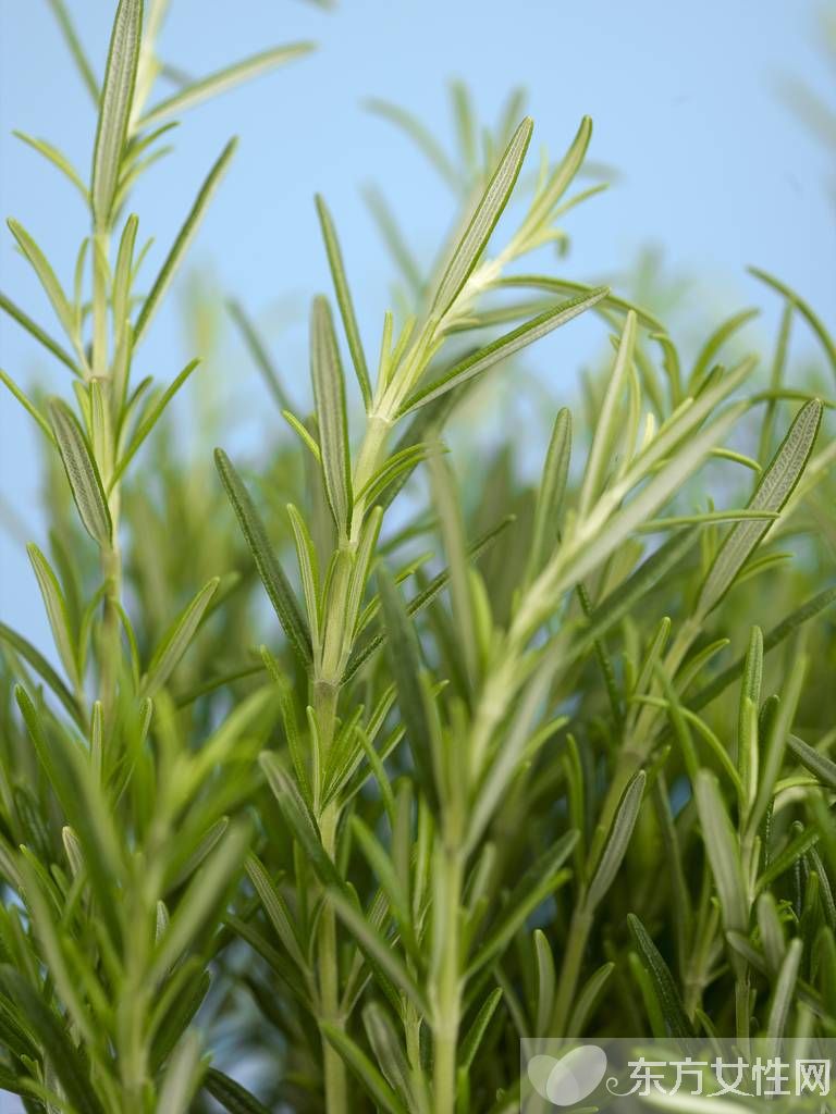 迷迭香的功效與作用 迷迭香還能這么食用