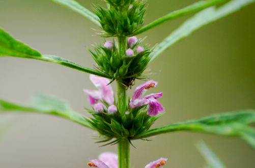 益母草什么時候吃     經(jīng)前或流產(chǎn)后吃