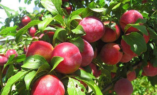 油桃的功效與作用 油桃的食用禁忌須知