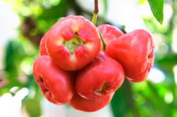 蓮霧的營養(yǎng)價值與功效 孕婦能吃蓮霧嗎