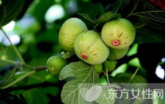 無花果干怎么做 小小無花果竟有7大功效