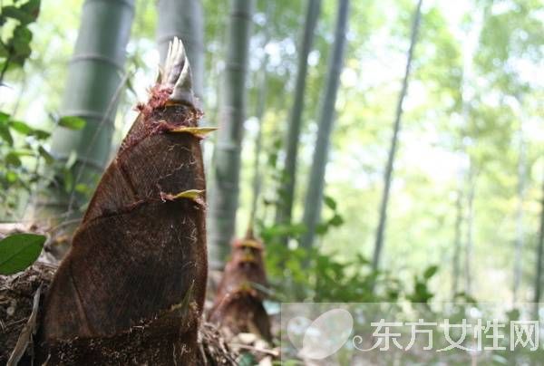 竹筍怎么剝皮 竹筍不能和什么一起吃