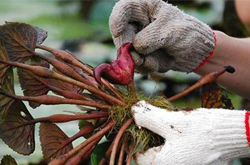 細(xì)說(shuō)菱角粉的功效和作用有哪些