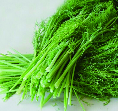 提升胃動力好選擇 細說小茴香的功效與作用