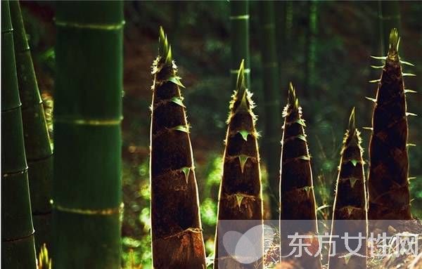 竹筍的營(yíng)養(yǎng)價(jià)值 竹筍怎么做好吃