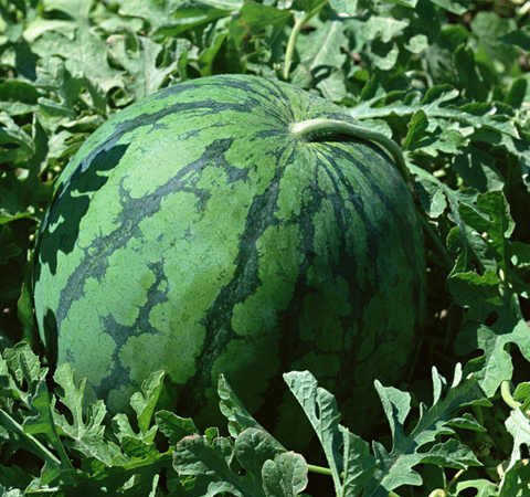 西瓜的功效與作用有哪些  營養(yǎng)禁忌全知道