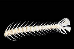 魚刺卡住了怎么辦 9種小妙招讓你很快消除魚刺