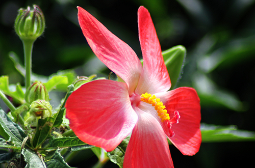 人參花的功效     延緩衰老抗腫瘤