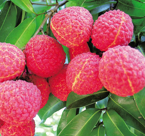 荔枝的營(yíng)養(yǎng)價(jià)值有哪些 揭女人吃荔枝的好處