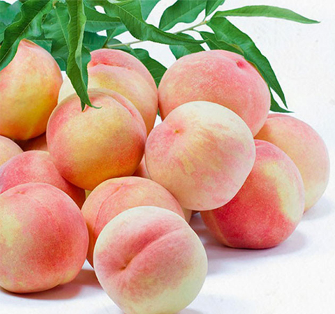 揭甲魚的營養(yǎng)價(jià)值 最佳滋補(bǔ)佳品