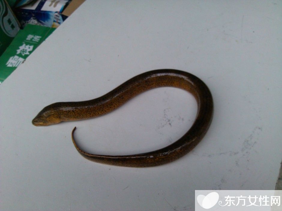 黃鱔怎么做好吃 黃鱔的營養(yǎng)價值