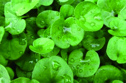 脾胃徐者慎用 細(xì)說金錢草的副作用