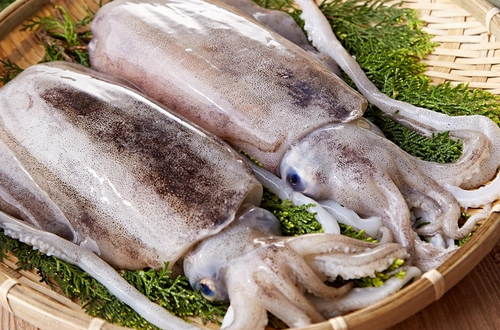 墨魚的營養(yǎng)價值      富含鈣磷鐵蛋白質(zhì)