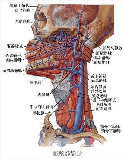 靜脈曲張怎么預(yù)防 靜脈曲張的病因是什么