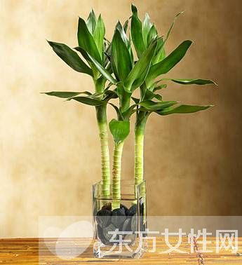 富貴竹葉子發(fā)黃怎么辦 富貴竹養(yǎng)殖注意事項(xiàng)大全