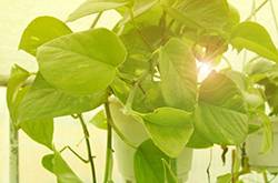 怎樣種植綠蘿 綠蘿換盆的注意事項