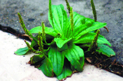 車前草的作用是什么 對心血管系統(tǒng)有療效